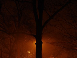 Osaměl&yacute; strom